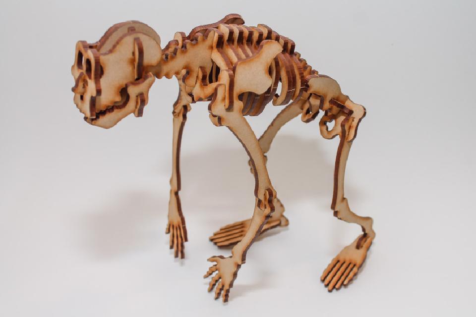 Primate